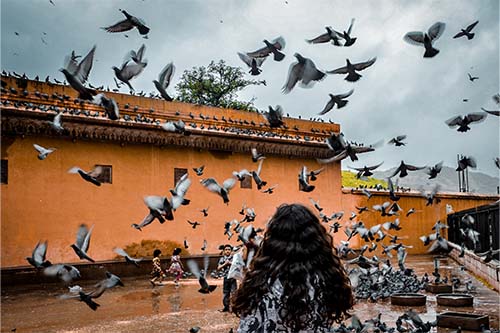 pigeons in the premises of the Amber Palace, Rajasthan